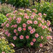 Potentilla fruticosa 'Lovely Pink' 3 Litre image
