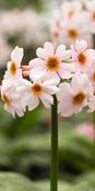 Primula Japonica 'Alba' | Japanese primrose (2 Litre) image