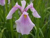Iris laevigata 'Rose Queen' P9