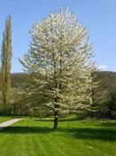 Prunus avium 'Plena' | Double-Flowered Wild Cherry image