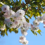 Prunus 'Shogetsu' ('Oku-miyako') | Japanese Flowering Cherry image