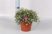 Gypsophilla duo (pink &amp; white) P12 image