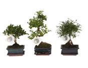 Bonsai Mix in 15cm Ceramic Pot with Saucer 35cm Height image