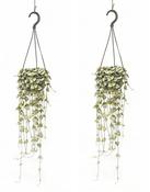 Ceropegia woodii in Hanging Pot P14