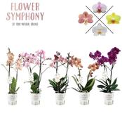 Orchid Mix | Phalaenopsis mix / P12 - 2 stem/50 cm image