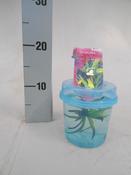 Stratiotes Aloides Beaker