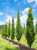 Quercus palustris 'Green Pillar' 10 Litre image