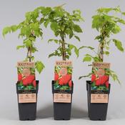 Raspberry 'Malling Promise' 2 Litre image