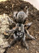 Rear Horned Baboon Tarantula (Ceratogyrus darlingi)