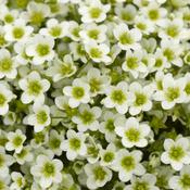 Saxifraga Alpino 'Lime' 9cm image
