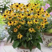 Rudbeckia fulgida 'Little Goldstar' image