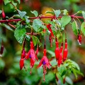 Fuchsia 'Riccartonii' | Red Fuchsia (3 Litre) image