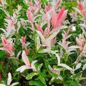 Salix Integra 'Flamingo' (2 Litre)