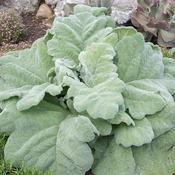 Salvia argentea Artemis | Silver Sage image