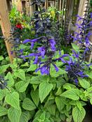Salvia 'Black &amp; Bloom' 2L image
