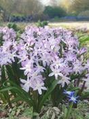 Chionodoxa 'Pink Giant' (12 Bulbs Per Pack) image