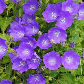 Campanula Pristar Deep Blue 9cm image