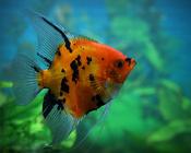 Red Devil Angelfish SM image