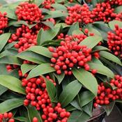 Skimmia Reevesiana with Berries (1.5 Litre) image