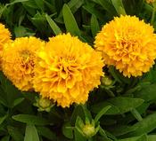 Coreopsis Golden Sphere image
