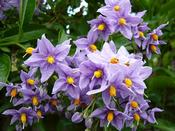 Solanum crispum 'Glasnevin' | Chilean Potato Bush image