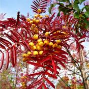 Sorbus Joseph Rock (10 Litre) image