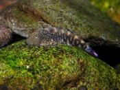 Spiney-Headed Hillstream Loach image