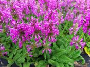 Stachys Officinalis Ukkie image