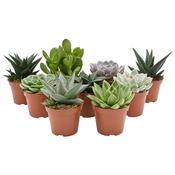 Succulent '6 varieties' mix P 8.5 (Sold Individually) image