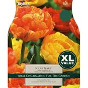 Tulip 'Solar Flare' – 15 Bulbs