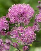 Thalictrum 'Little Pinkie' (2 Litres) image