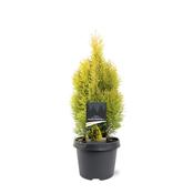 Thuja occidentalis 'Golden Smaragd' image