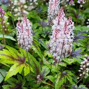 Tiarella 'Sugar and Spice' | Foam Flower image