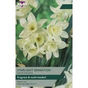 Daffodil Narcissus 'Starlight Sensation' image