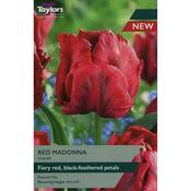 Tulip 'Red Madonna' Bulbs image