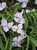 Tradescantia and. 'Bilberry Ice' 2 Litre image