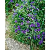 Tradescantia and. 'Leonora' 2 Litre image