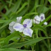 Tradescantia and. 'Osprey' 2L image