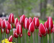 Tulip 'Candy Apple Delight' – 7 Bulbs