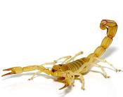 Gold Claw Scorpion