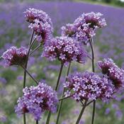 Verbena Bonariensis 9cm