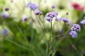 Verbena bonariensis 'Lollipop' 3 Litre image