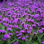 Verbena rigida image