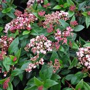 Viburnum tinus 'Eve Price' 3 Litre image