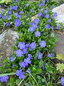 Vinca minor 'Bowles's Variety' 2 Litre image