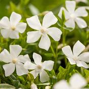 Vinca minor f. Alba (9cm) image