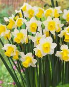 Daffodil 'Golden Echo' – 6 Bulbs image