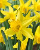 Daffodil 'February Gold' – 20 Bulbs image