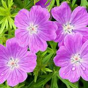 Geranium sang. 'Vision Violet' 2L image
