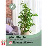 Weeping Fig